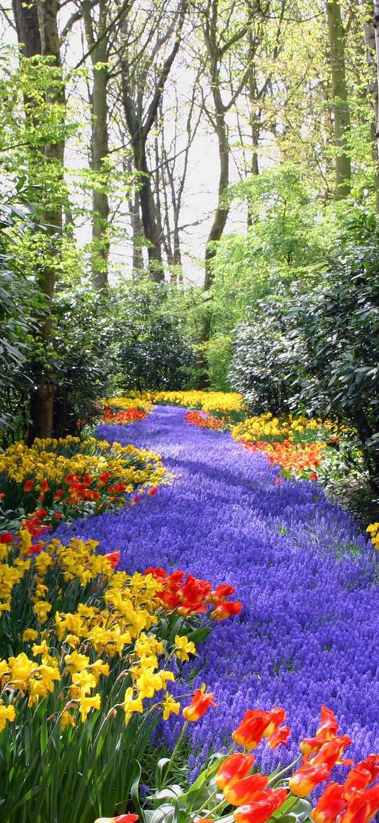 tulips, narcissuses, yellow, red, lilac, flowers, trees