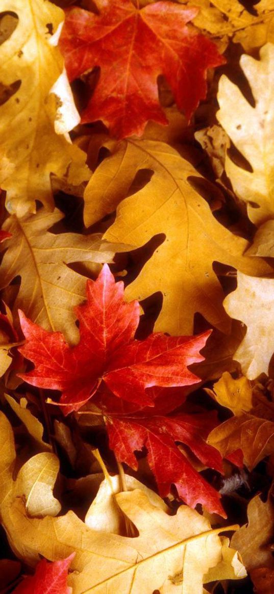 leaves, yellow, red, oak, maple, autumn