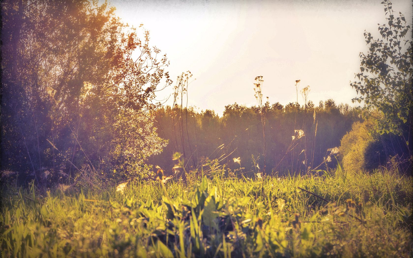 field, russia, herbs, sun, light