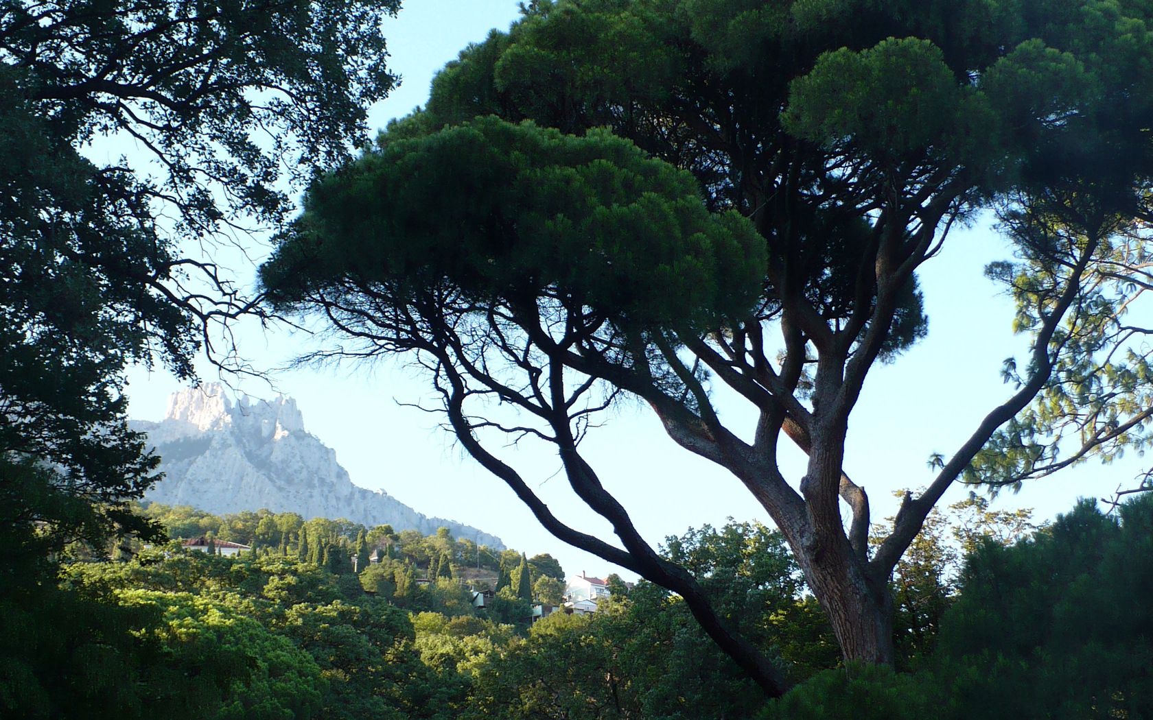 crimea, ukraine, tree, krone, distance, look