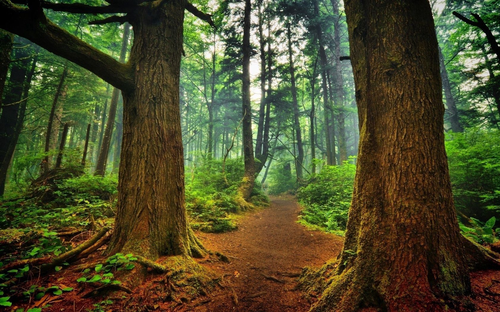 trees, mighty, wood, footpath, roots, twisting, greens