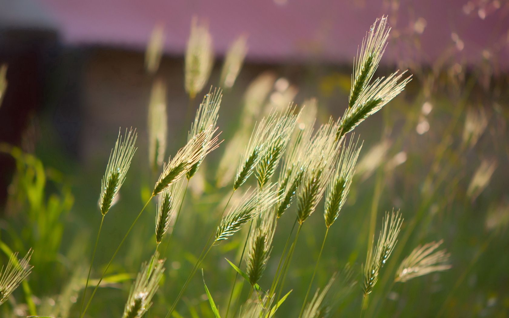 ears, macro, short moustaches, wind