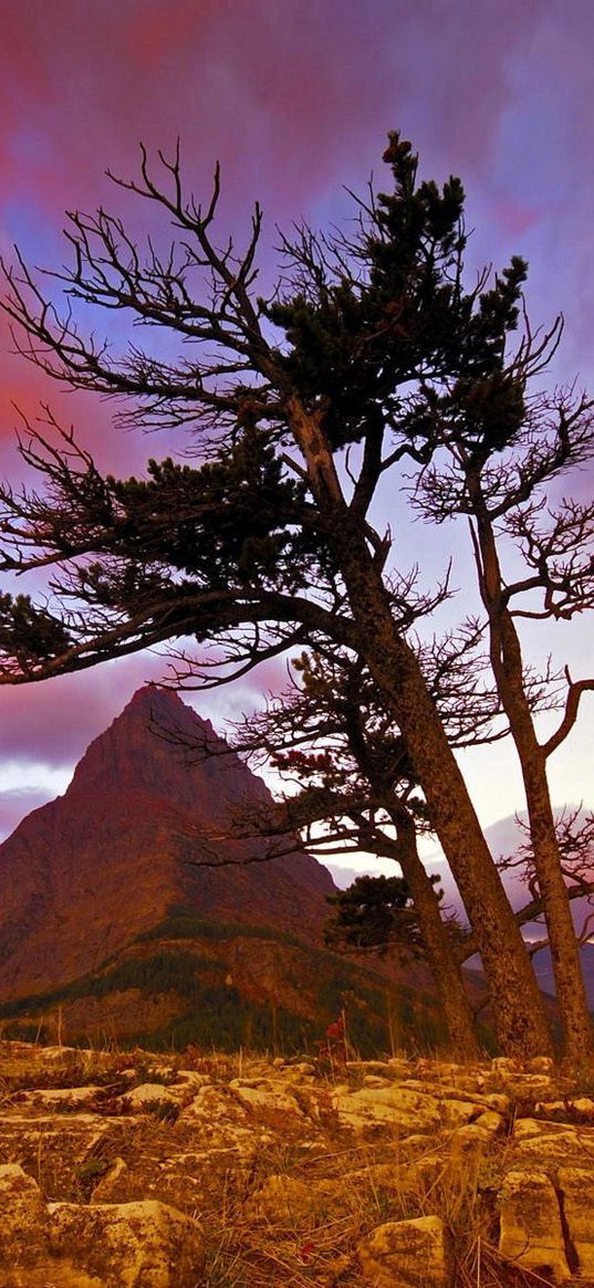 mountain, stones, tree, sky, evening, decline