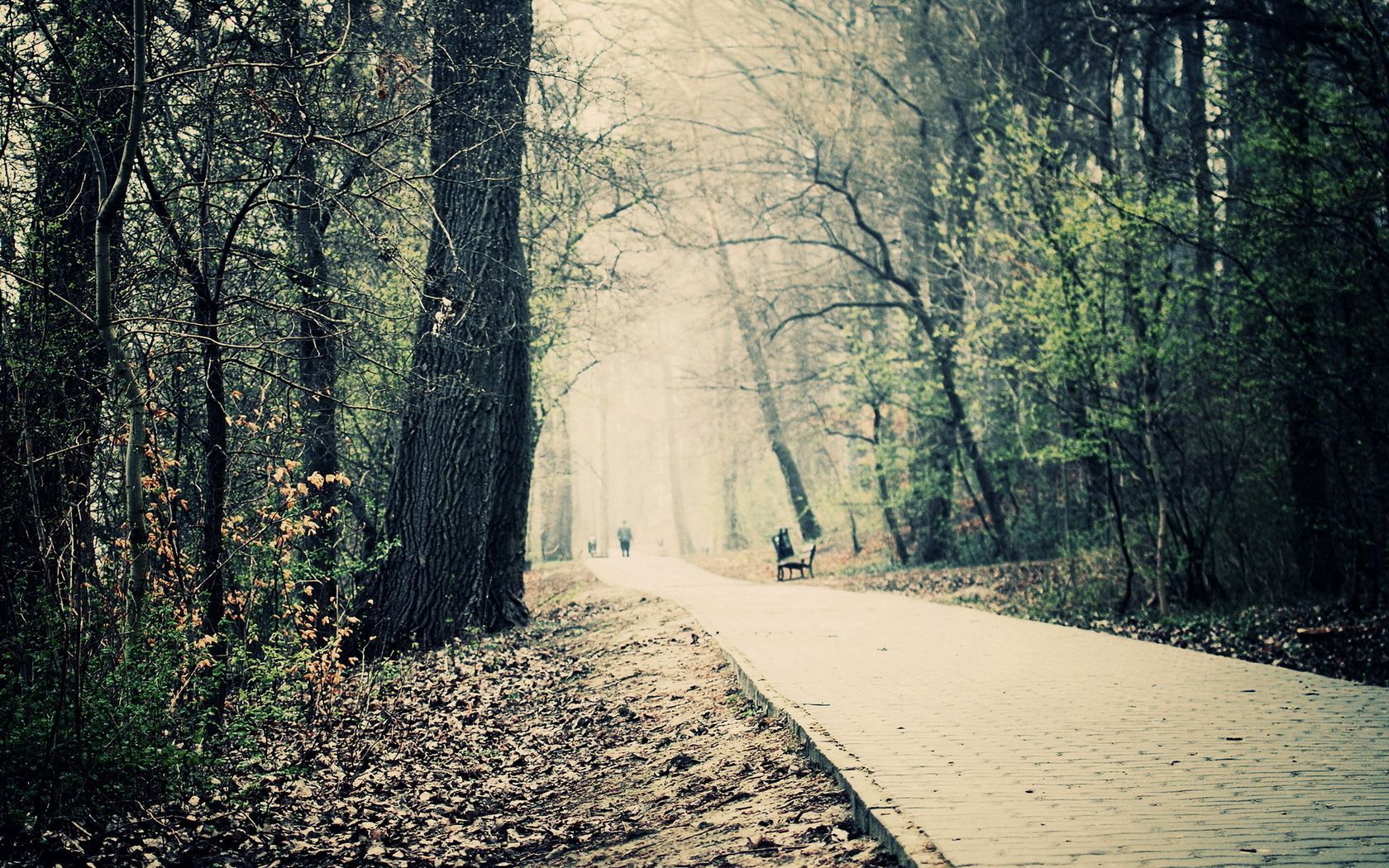 park, road, trees, paints, wood, roadside