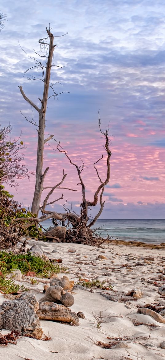 coast, sand, tropics, beach, trees, naked