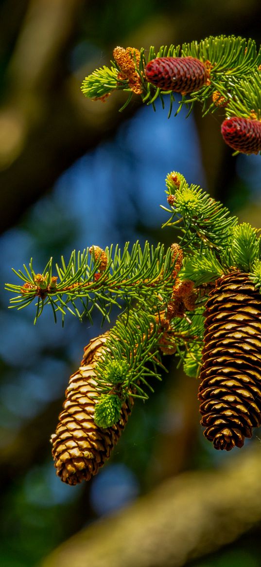 spruce, cones, nature