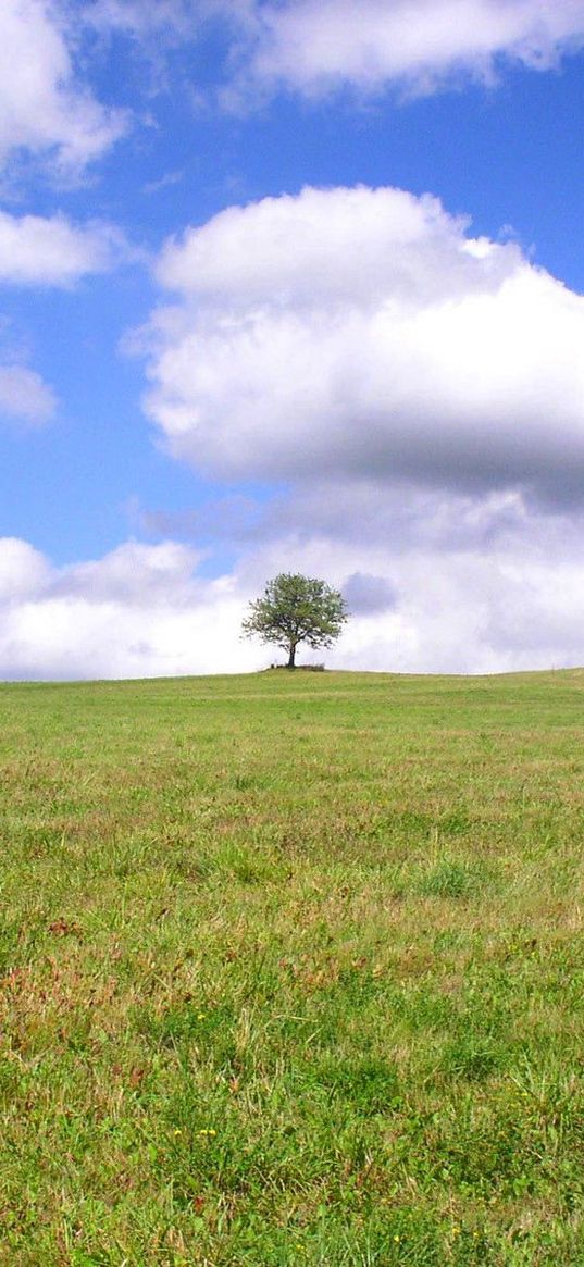 tree, lonely, field, meadow, greens, grass, clouds, sky