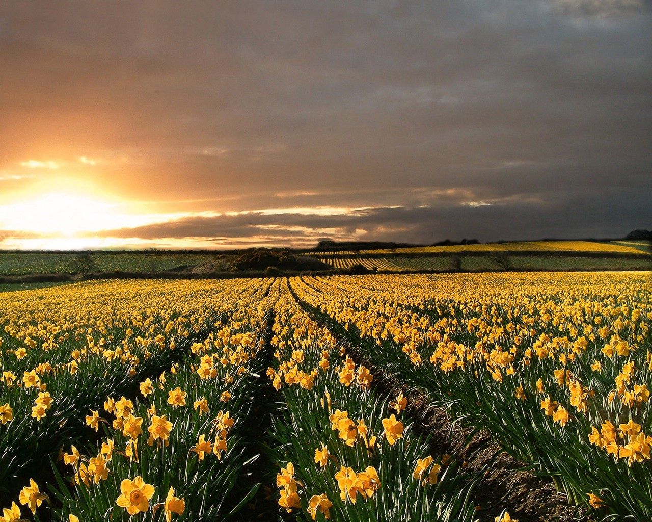 narcissuses, yellow, field, evening, decline