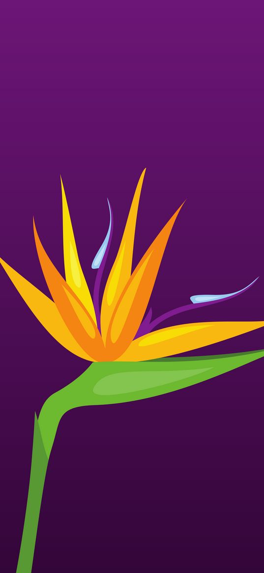 petals, flower, plant, purple background, vector graphics, art