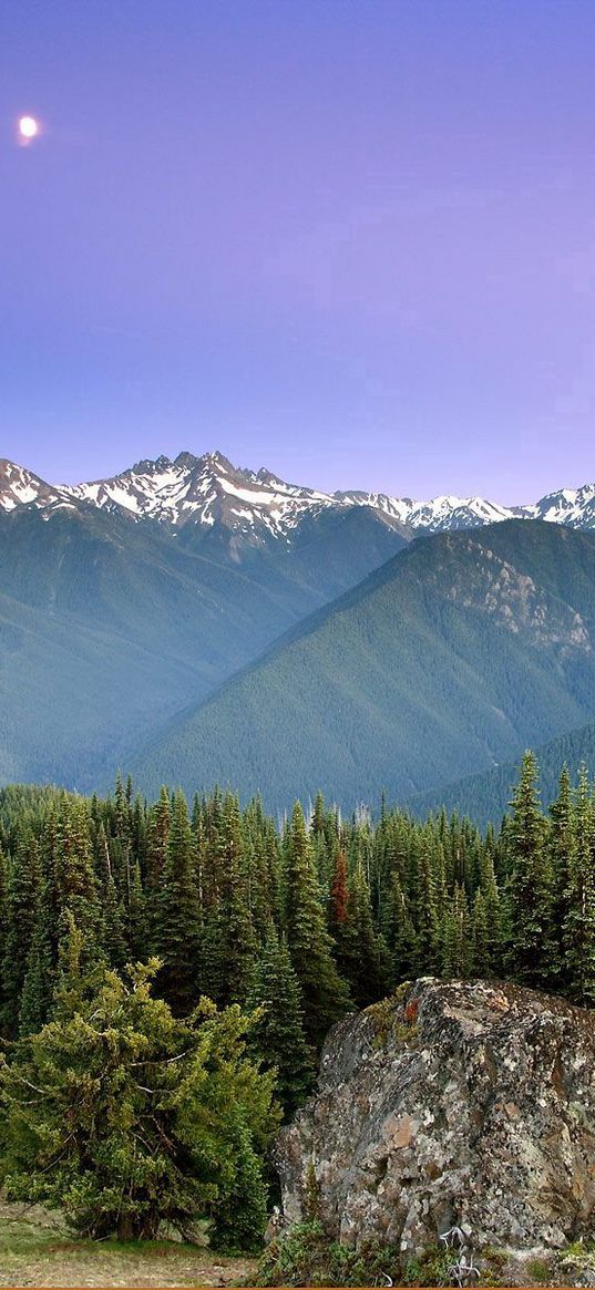 mountains, sun, fog, sky, coniferous, trees