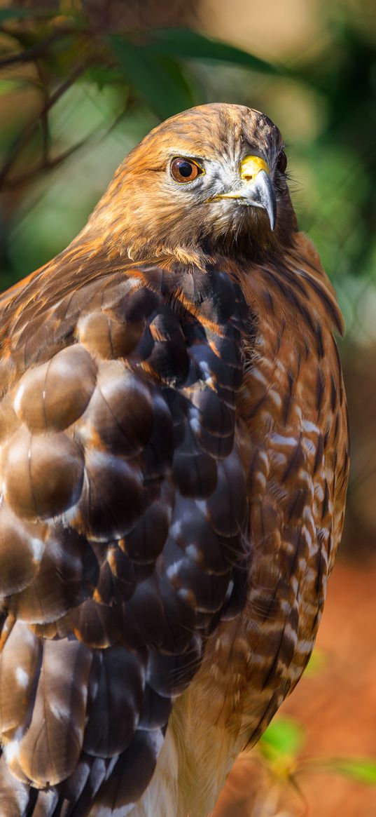 red-tailed hawk, hawk, bird, blur