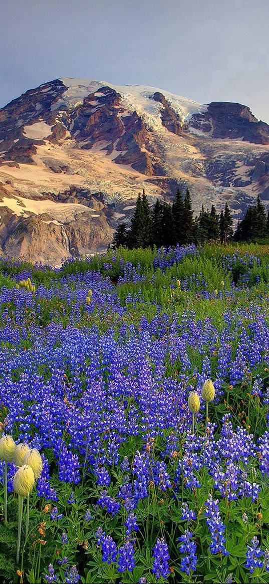 flowers, mountains, glade, top