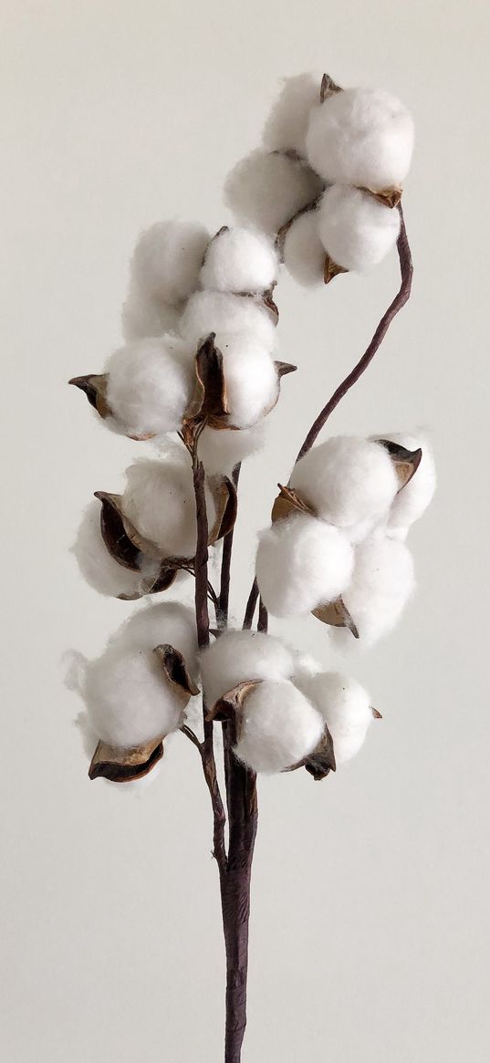 cotton, branch, white, minimalism, plant, decor