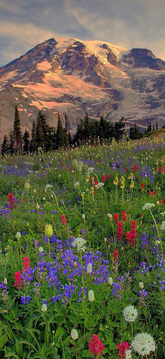 mountains, top, vegetation, glade, flowers, multi-colored, evening