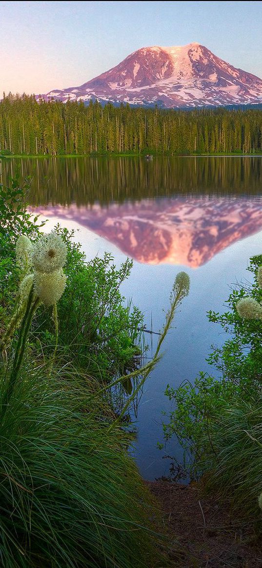 lake, mountain, top, reflection, flowers, coast