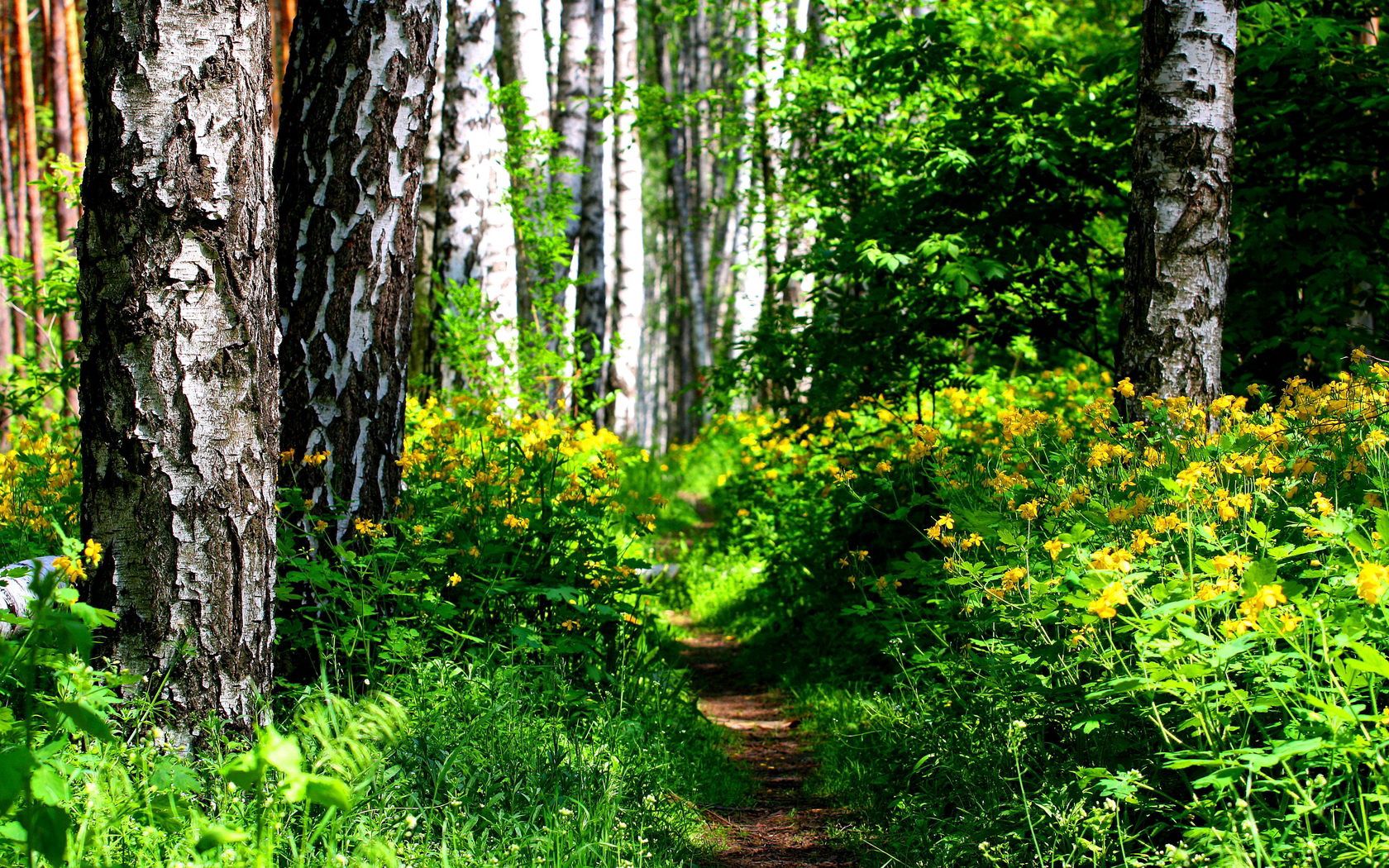 track, trees, wood, solarly, vegetation, bushes