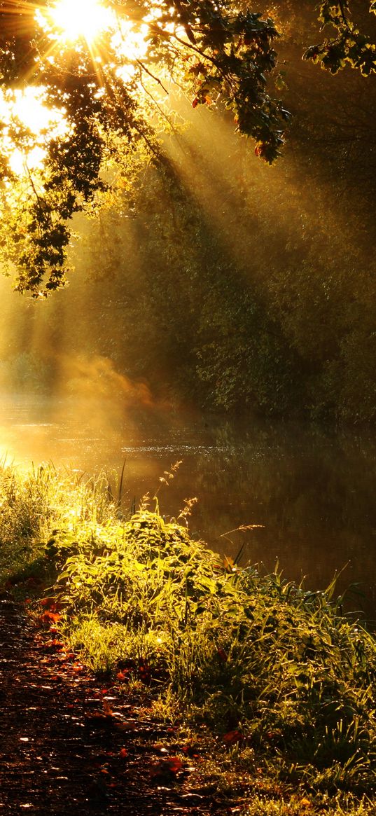 light, sun, beams, glow, river, branches, tree, morning