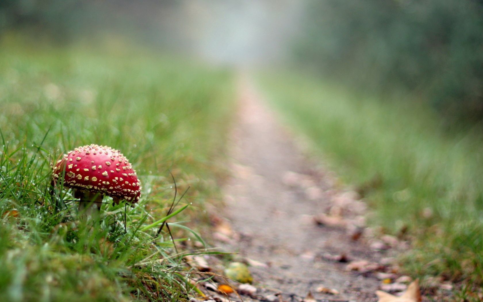 fly agaric, mushroom, footpath, grass