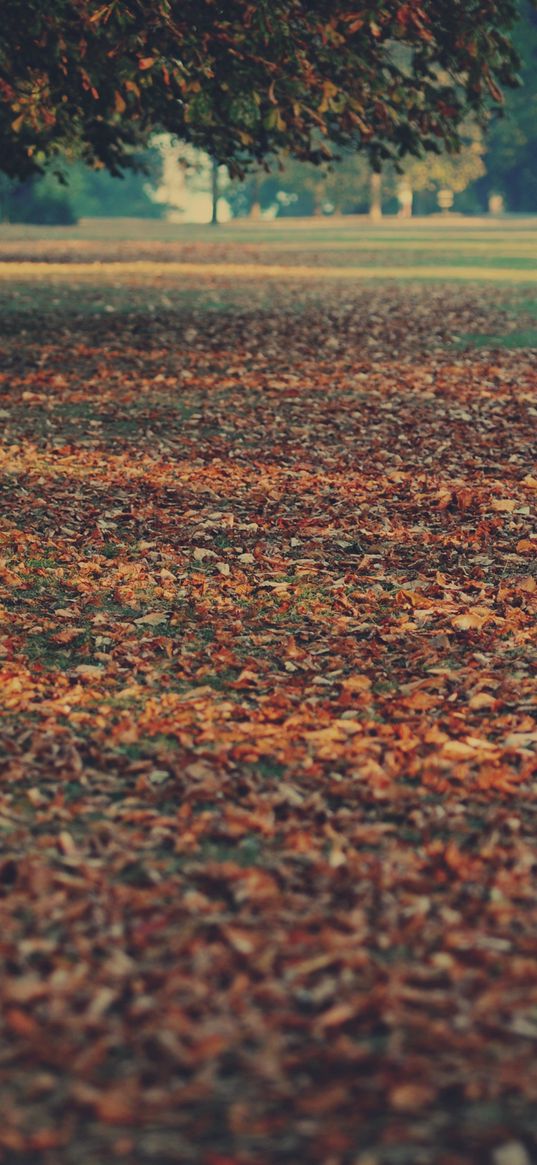 leaves, earth, autumn, strips