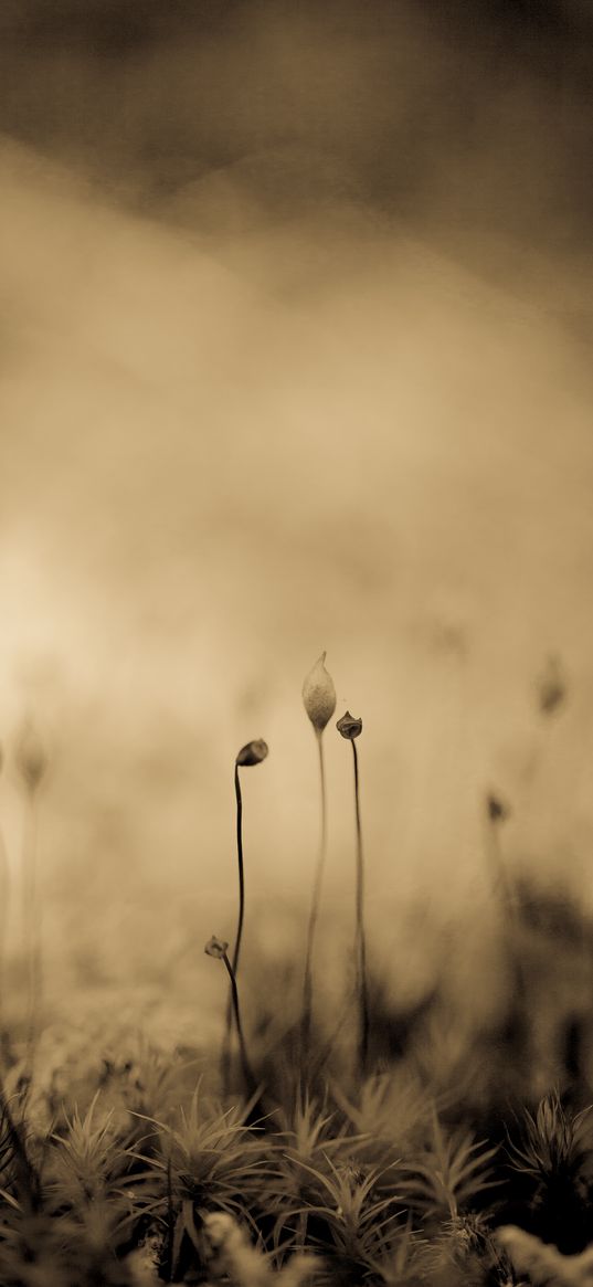 grass, sprouts, macro, blur