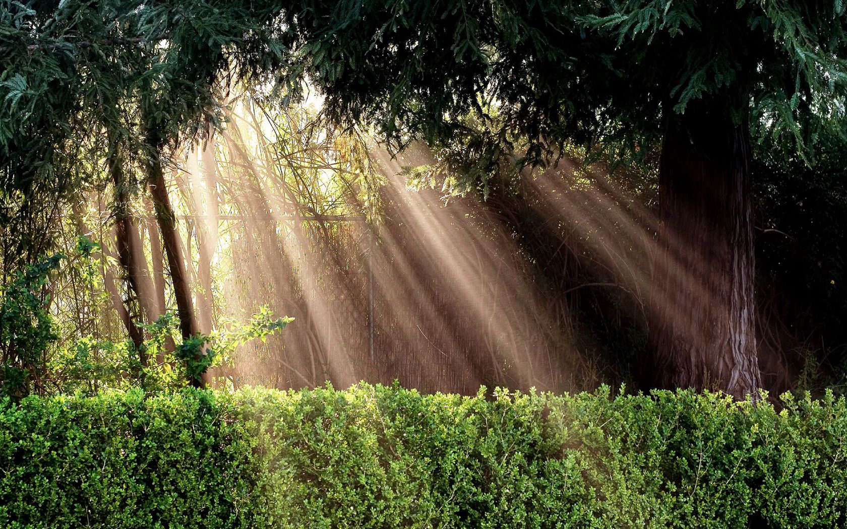 light, sun, inspiration, bushes, protection