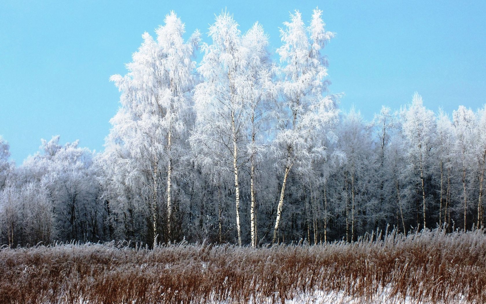 birches, hoarfrost, snow, winter, gray hair, freshness, frost, grass, faded