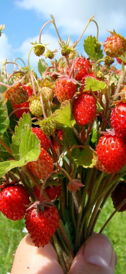 strawberry, bouquet, berry, leaves, summer