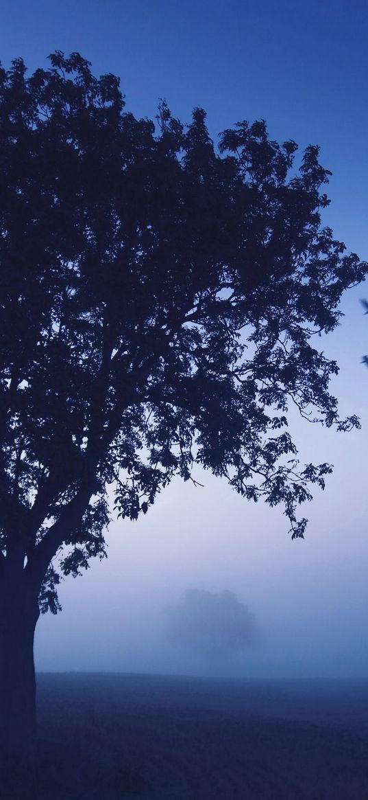 tree, evening, lonely, birds, wedge, sky, dark blue, shades