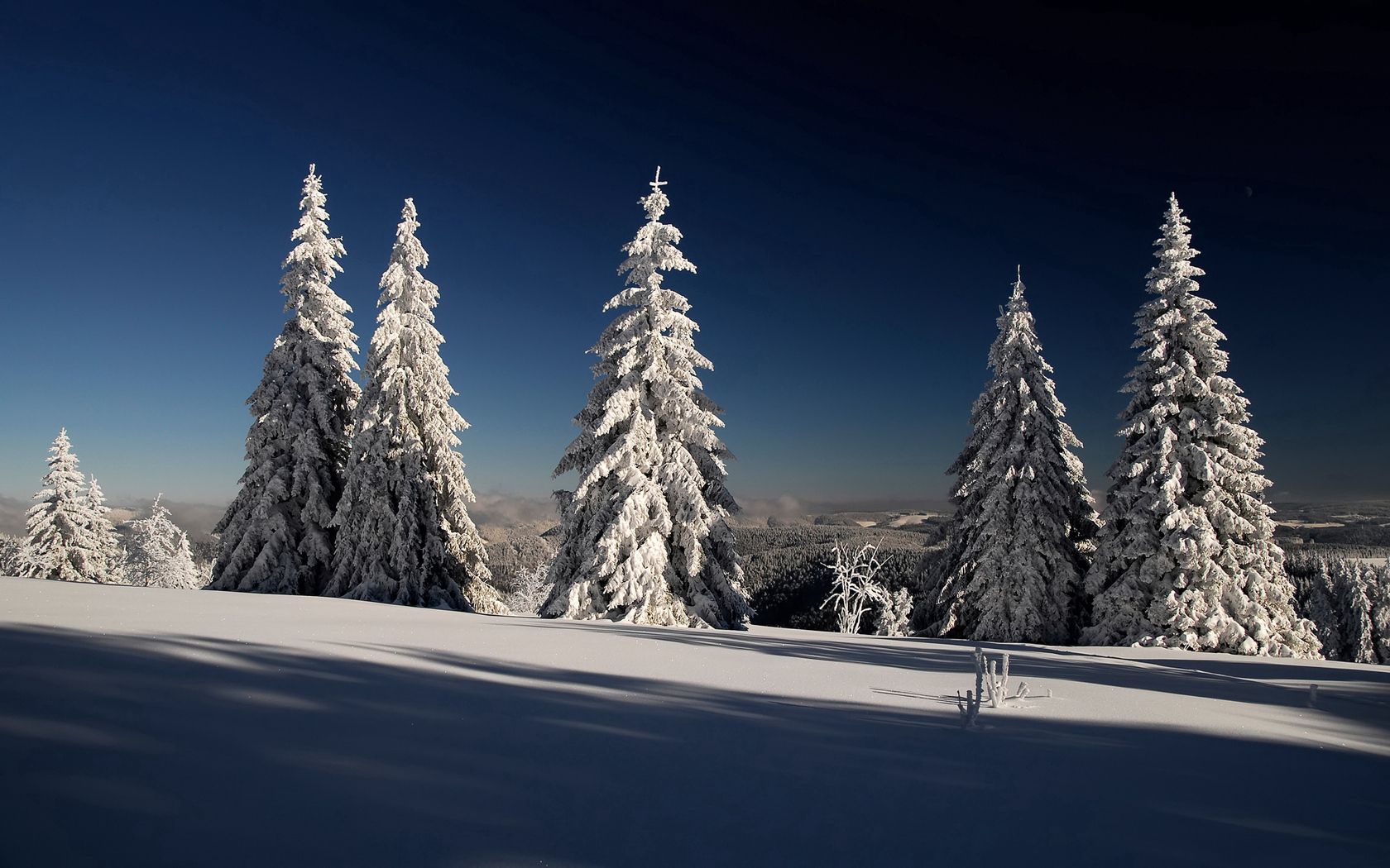 fir-trees, hoarfrost, snow, shadows, branches, gray hair, sun, dark blue, sky