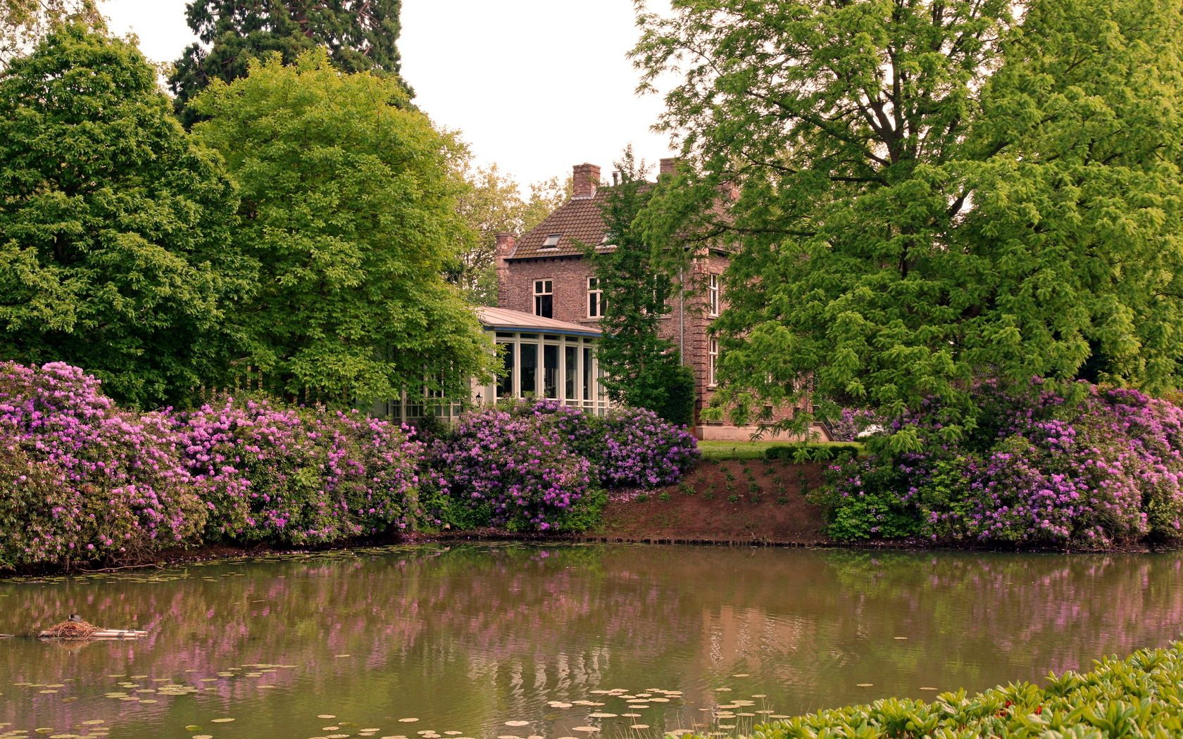 house, pond, park, yard, lilies, flowers