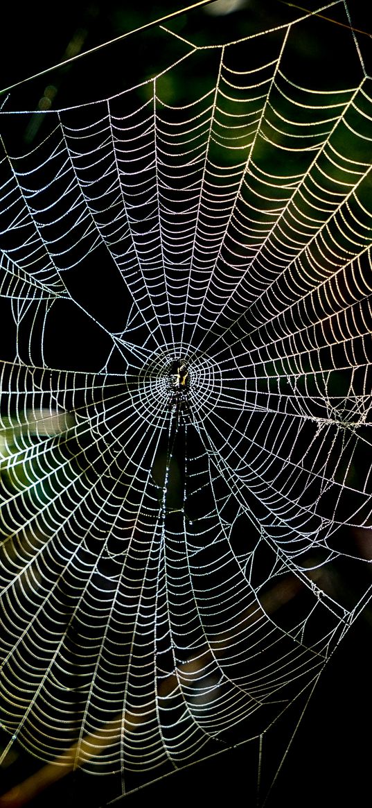 cobweb, macro, sunlight