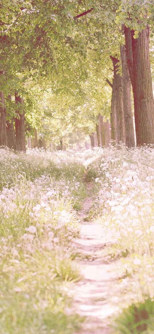 footpath, flowers, trees, light