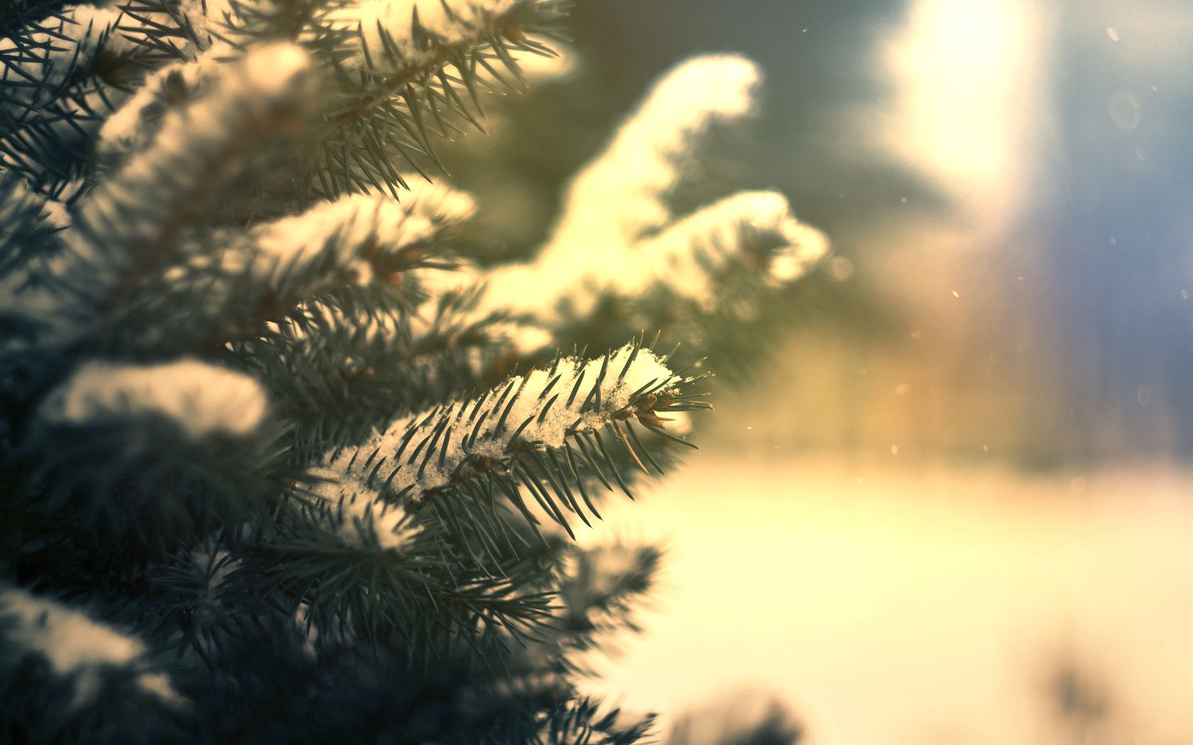 branches, needles, snow, pine, coniferous, green