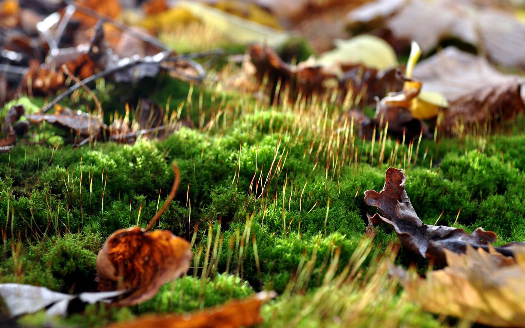 leaves, moss, sprouts, spring, macro