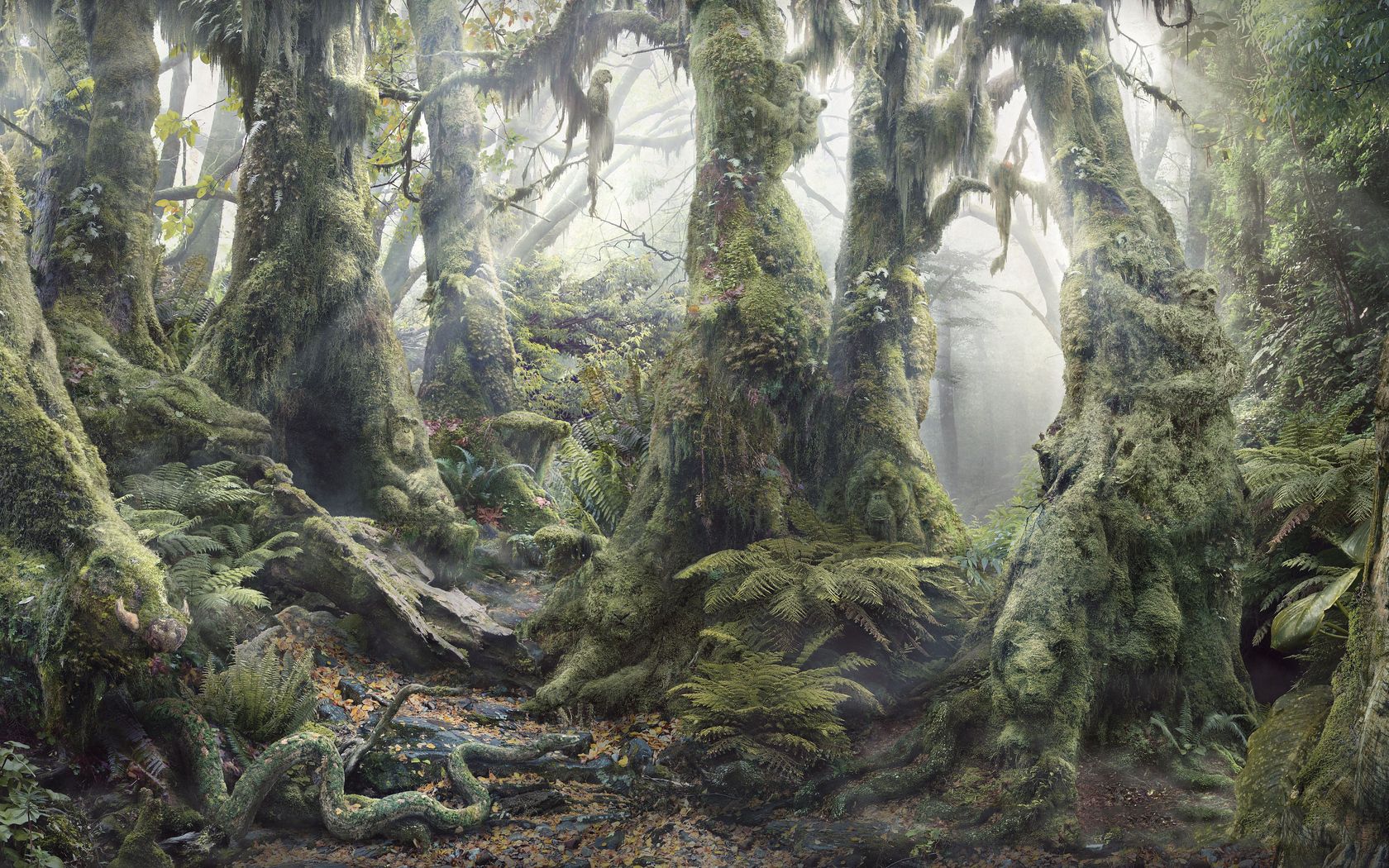 wood, dense, trees, thickets, fern, vegetation, roots, moss, light