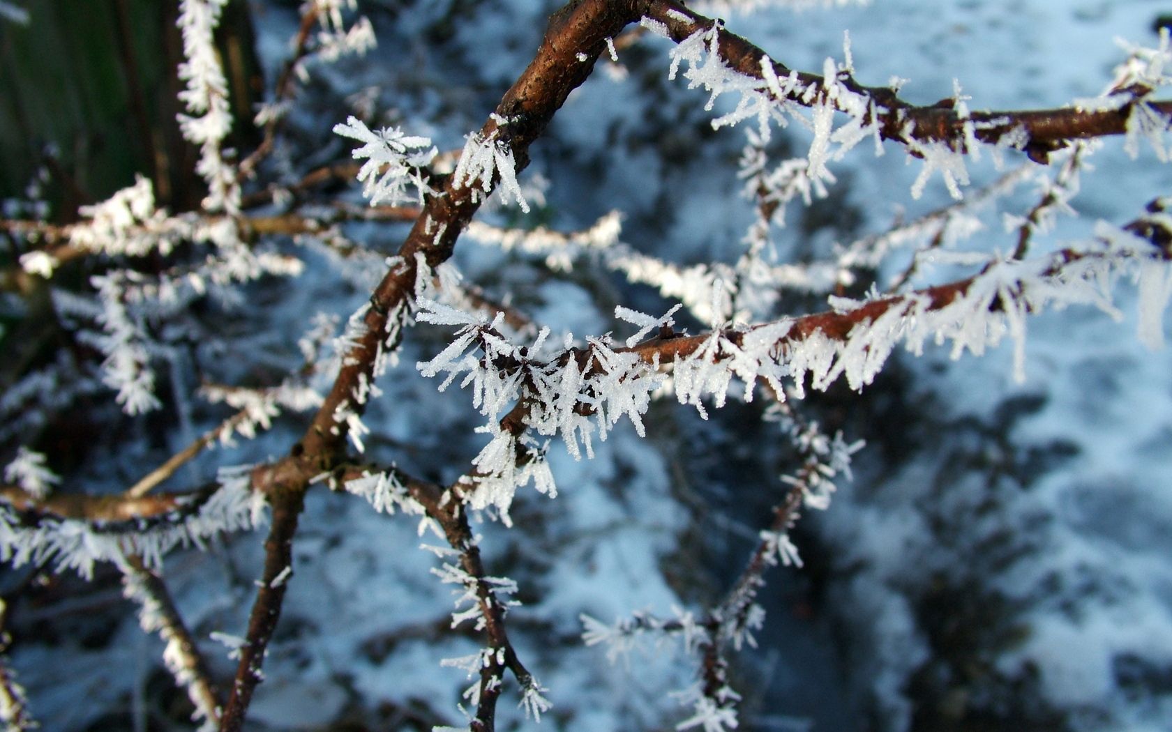 hoarfrost, branch, frost, crystals, macro