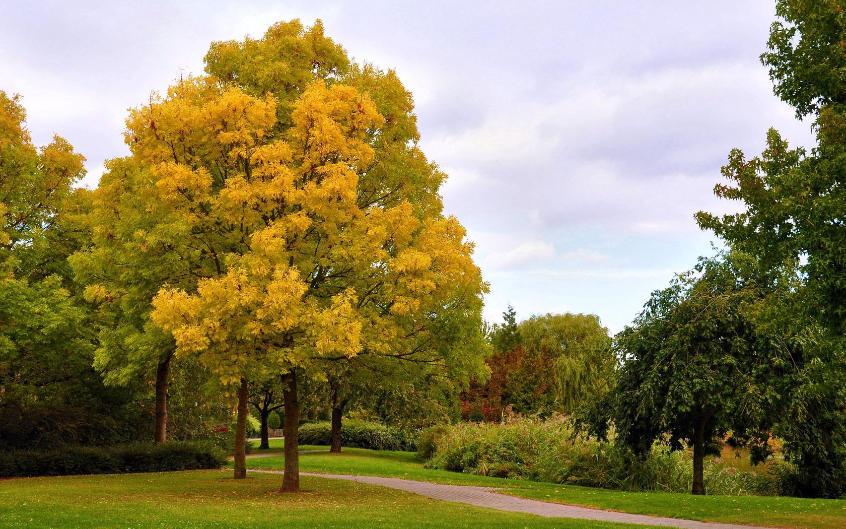 autumn, trees, park, avenue, path, october, sky, gloomy