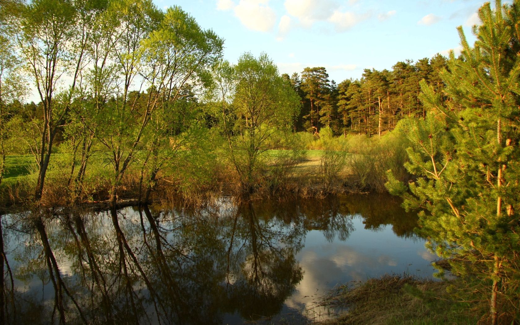 trees, reservoir, pine, wood, reflection, village