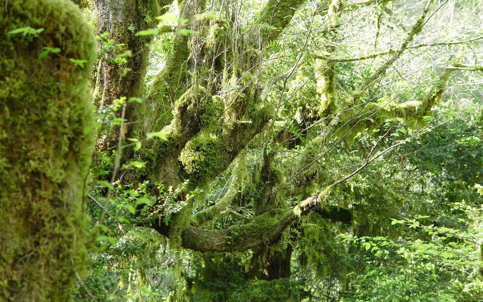 wood, moss, branches, thickets