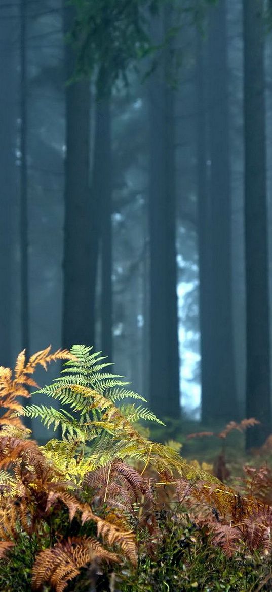 fern, foreground, trees, wood, autumn