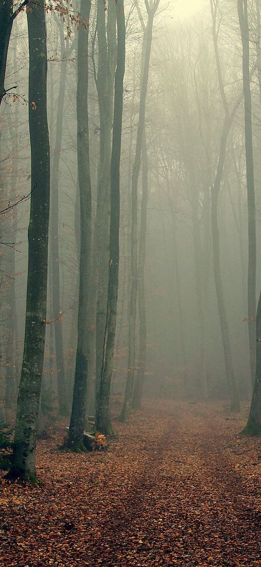 wood, trees, fog, foliage, autumn, cool