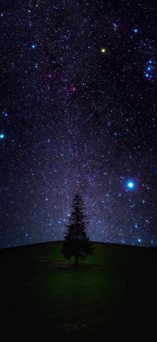 field, grass, tree, pine, starry sky, night, star