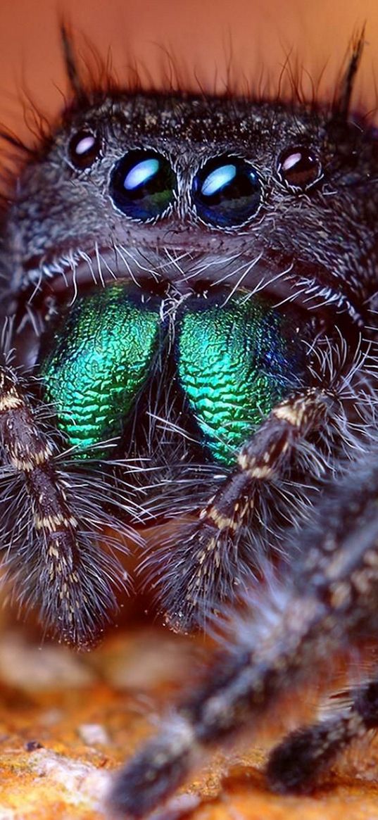 spider, eyes, legs, awesome