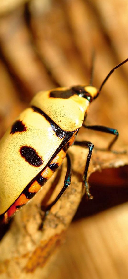 insects, leaves, dry, surface