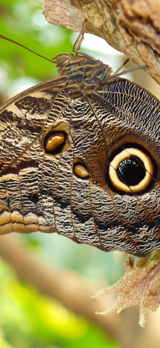 butterflies, bark, tree, wings, patterns, insect