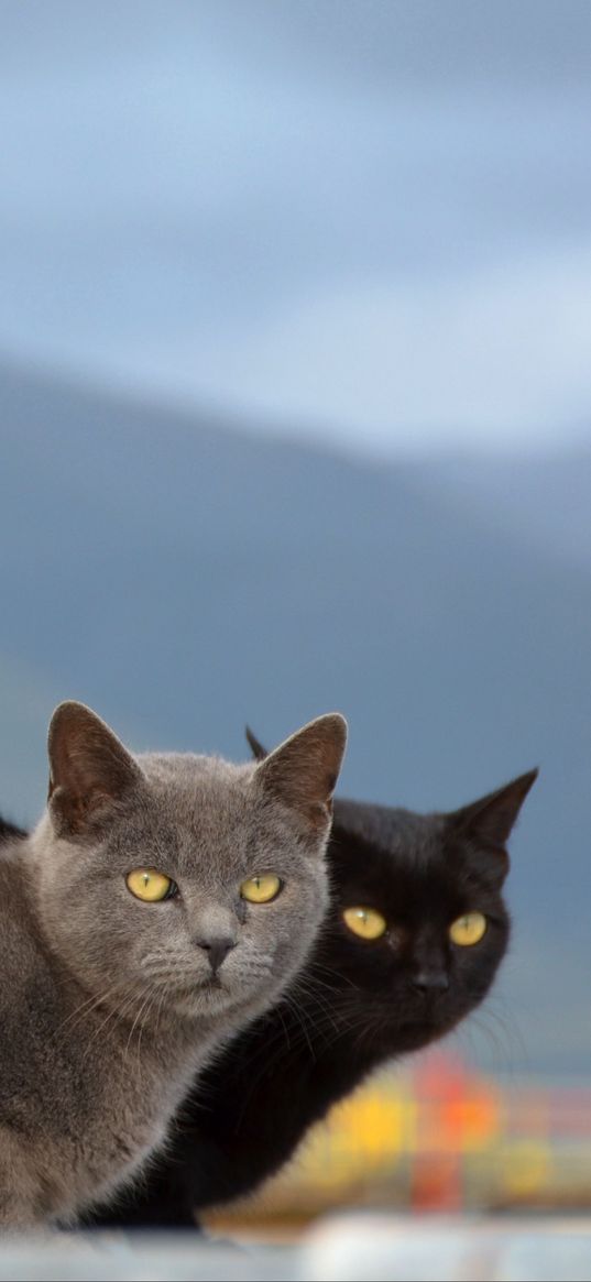 cats, couple, mountains, blurring