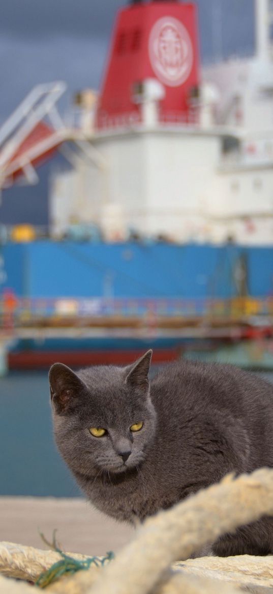 cat, ship, sit, sea