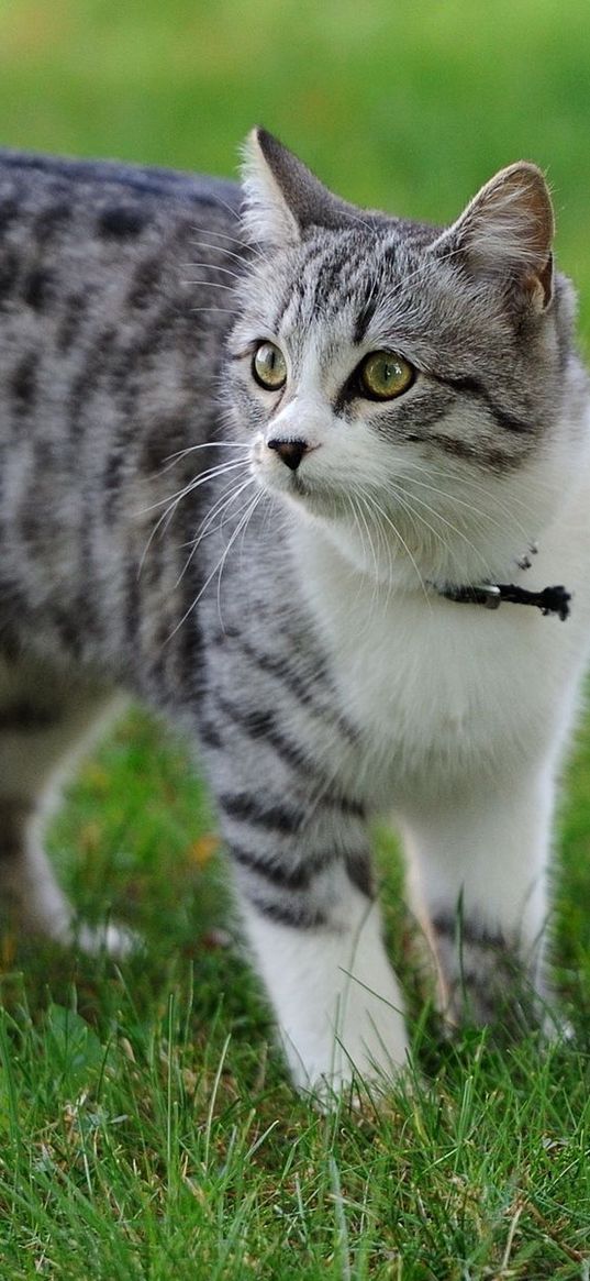 cat, grass, walk, spotted