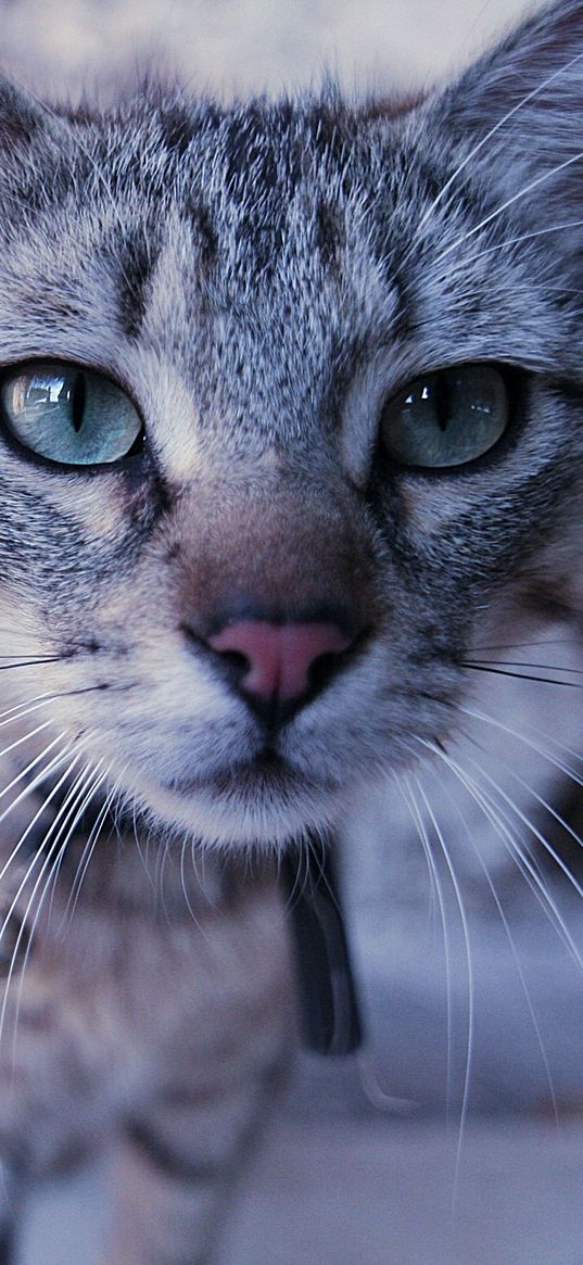 cats, couple, face, curiosity