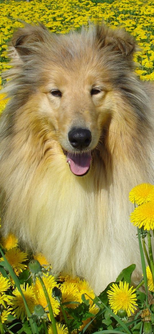 dog, collie, flowers, field